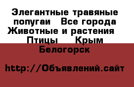 Элегантные травяные попугаи - Все города Животные и растения » Птицы   . Крым,Белогорск